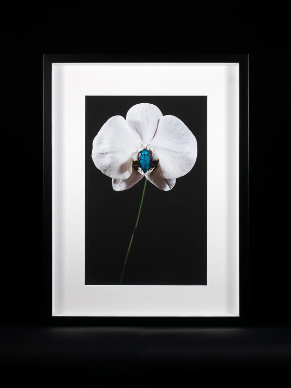 ORCHID WITH BEETLE #2/42x31.5cm/Flameworking glass and photo/2018